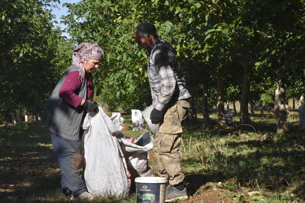 100 bin ağaçtan servet değerinde üretim! Konya ve Antep de sıraya giriyor 9